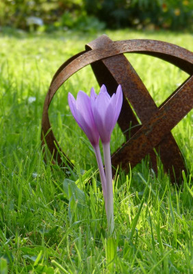 2016-09-09 Colchicum 2.jpg