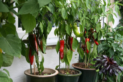 Paprika1016.JPG