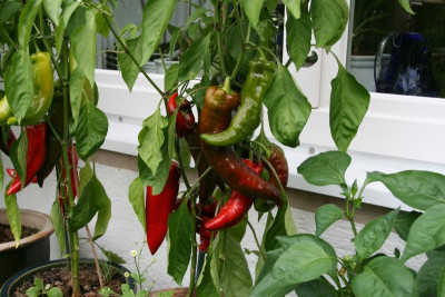 Paprika1216.JPG