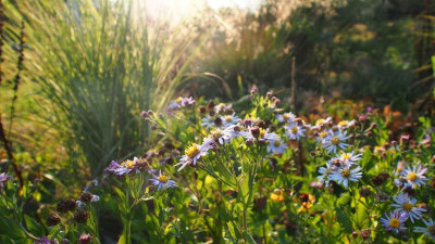 Aster ageratoides 'Asran' P9090004.JPG
