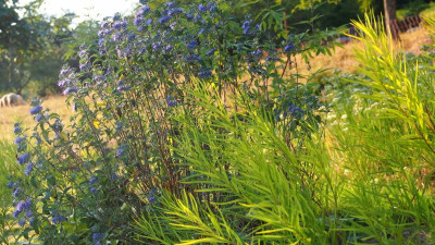 Caryopteris x clandonensis 'Blue Balloon' Amsonia Hubrichtii Eskuche P9090007.JPG