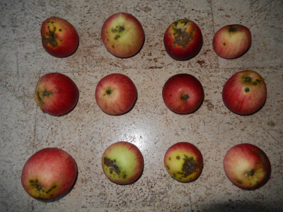 Apfel2-6.JPG