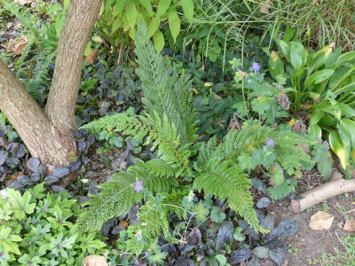 2016-09-10 Polystichum.jpg