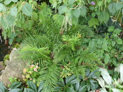2016-09-10 Polystichum setiferum 'Lineare'.jpg