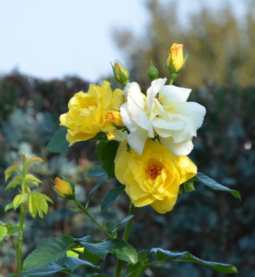 Rose-LichtköniginLucia.16-1.jpg
