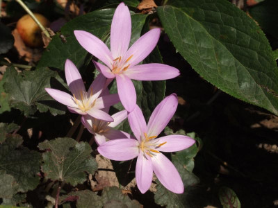 DSCF3420.JPG