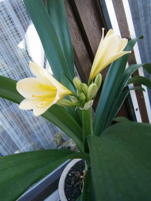Blüten 16 006.JPG