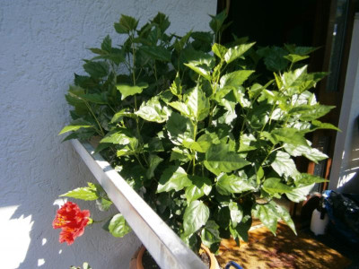 Blüten 16 001.JPG