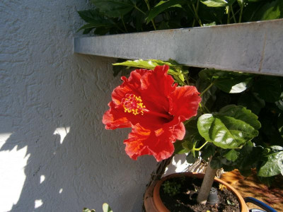 Blüten 16 002.JPG