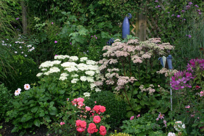 Sedum2909.jpg
