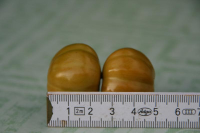 Beas Dicke 0216.JPG