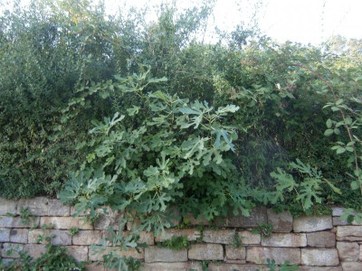 Hohe Warte 019.JPG