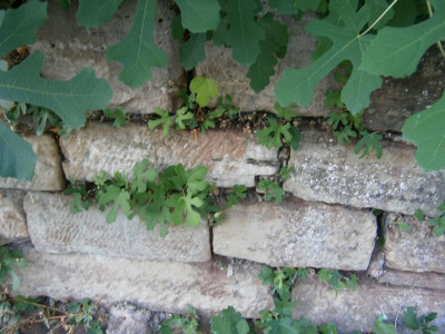 Hohe Warte 020.JPG