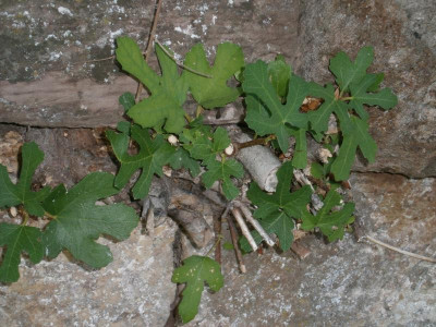 Hohe Warte 022.JPG
