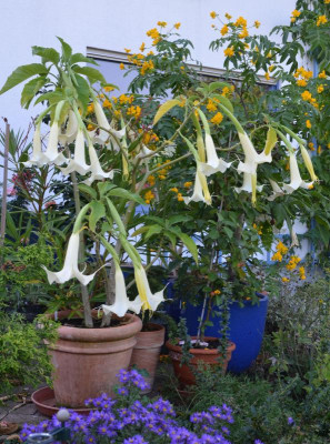 Datura-GrandManier.16-1.jpg