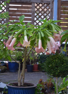 Datura.SuperSpot.16-1.jpg