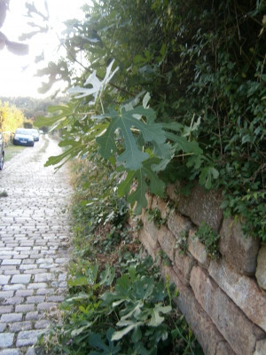 Hohe Warte 024.JPG