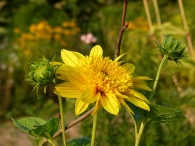 2016-09-10 Helianthus 1.jpg