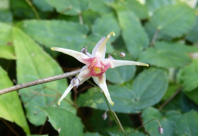 2016-09-10 Epimedium 'Pink Champagne'.jpg