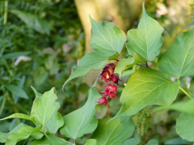 2016-09-10 Leycesteria formosa.jpg
