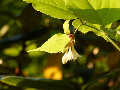 2016-09-10 Leycesteria formosa 'Gold Leaf'.jpg