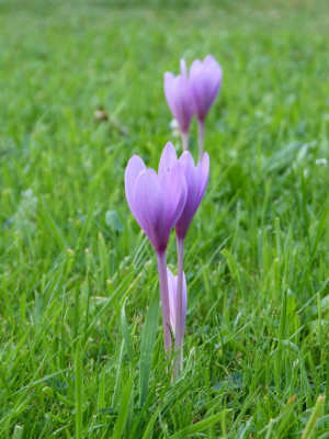 2016-09-10 Colchicum.jpg