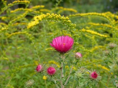 2016-09-10 Aster.jpg