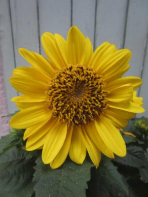 Helianthus Suncatcher.jpg