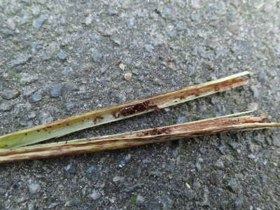 Schädling Persicaria amplexicaulis 2.JPG