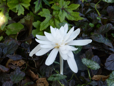 2016-09-11 Colchicum autumnale 'Alboplenum' 1.jpg