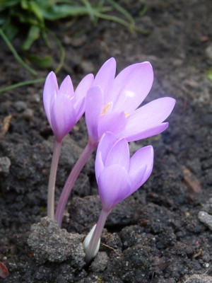 2016-09-11 Colchicum 'Violet Queen'.jpg