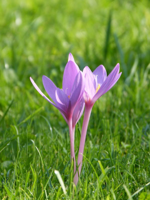 2016-09-11 Colchicum 2.jpg