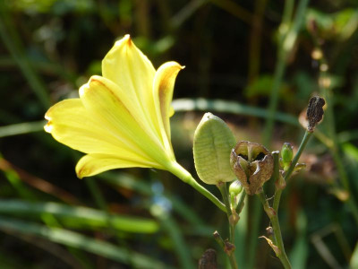 2016-09-11 Hemerocallis 'Corky'.jpg