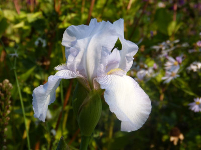 2016-09-11 Iris.jpg