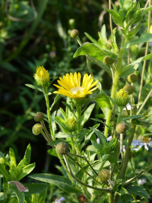 2016-09-11 Heterotheca camporum.jpg