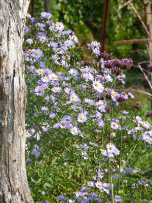 2016-09-11 Gartenimpressionen 1.jpg