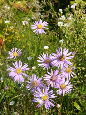 2016-09-11 Gartenimpressionen 5.jpg