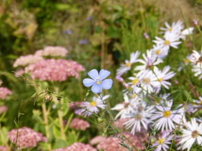 2016-09-11 Gartenimpressionen 6.jpg