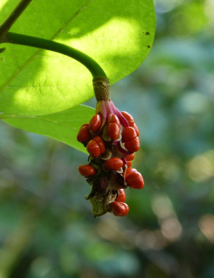 2016-09-11 Magnolia sieboldii.jpg