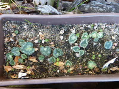2016-09-11 Cyclamen Sämlinge 1.jpg