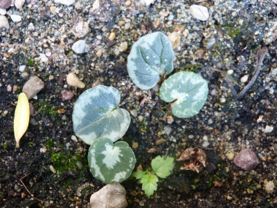 2016-09-11 Cyclamen Sämlinge 2.jpg