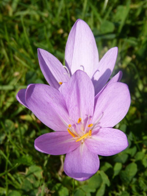2016-09-11 Colchicum 3.jpg