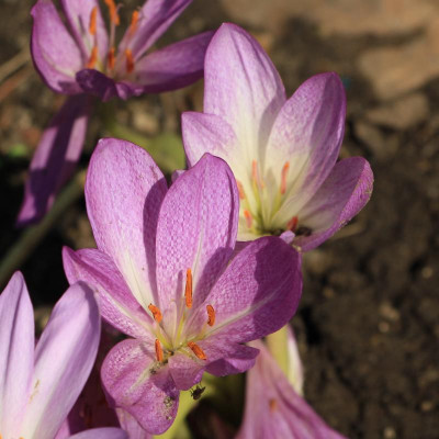 GidW - VIOLET QUEEN 2016.jpg