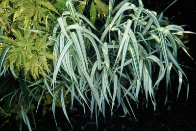 Glyceria_und_Sambucus_72kB.jpg