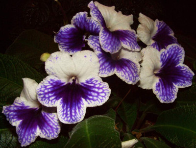 Streptocarpus_06.jpg