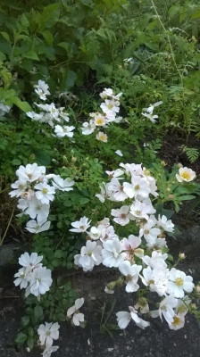 Sternenflor_11_09_2016.JPG