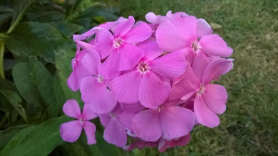 Phlox_Sämling_2016.JPG