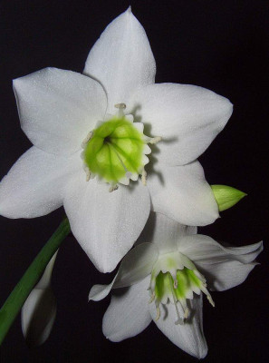 Eucharis_06.jpg