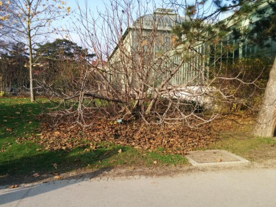 Feige_Schönbr231114.jpg