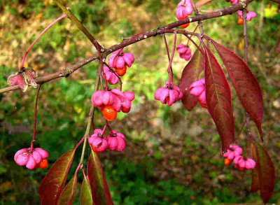 Euonymus-eur-Red-Cascade-0610.jpg